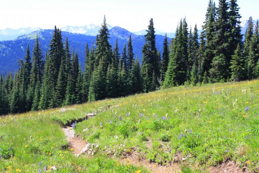 The Heather Trail in Manning Park