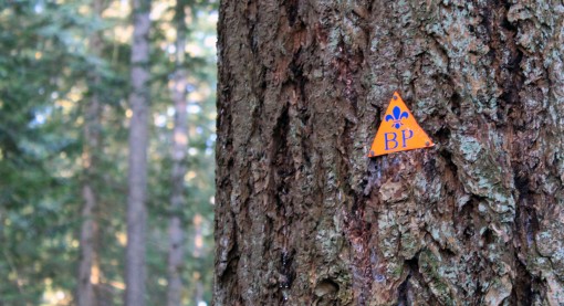 A Baden Powel trail marker on a tree