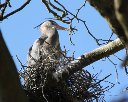 A Great Blue Heron in a nest in Stanley Park.