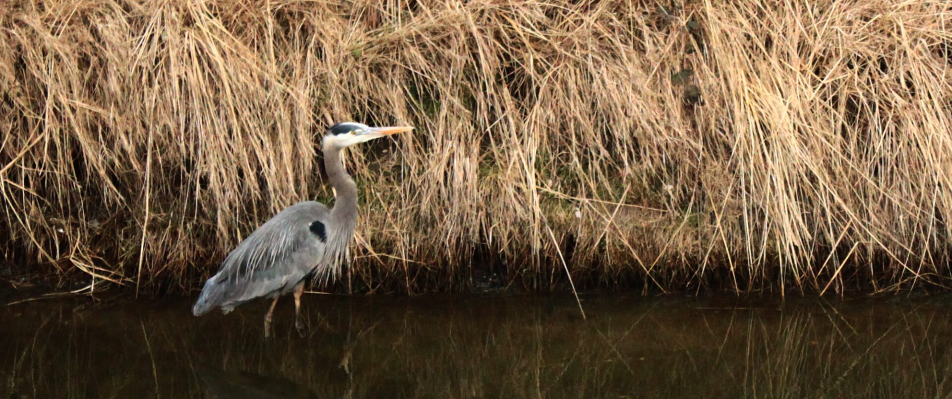 A Great Blue Heron looks for food