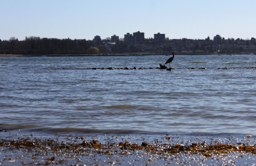 A Great Blue Heron stands on a rock along English Bay in Vancouver.