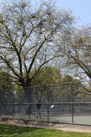 Great Blue Heron nests above the tennis courts in Stanley Park.