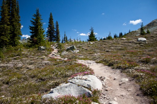 The Harmony Meadows Trail in the Whistler Alpine