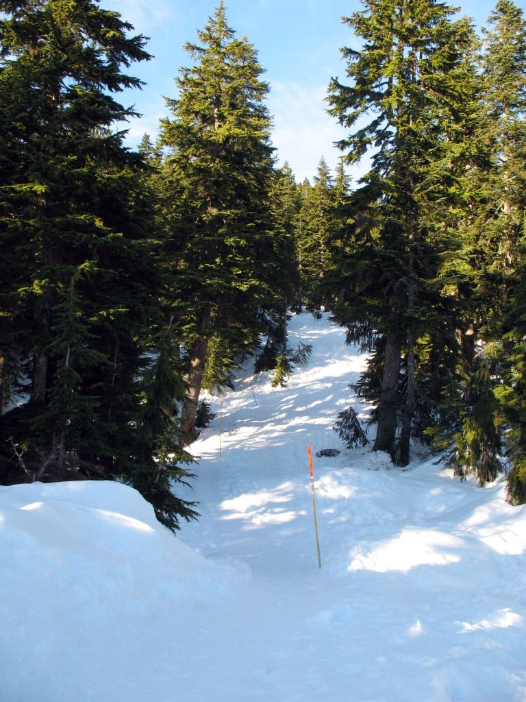 The snowshoe route to Hollyburn Mountain passes through a beautiful forest