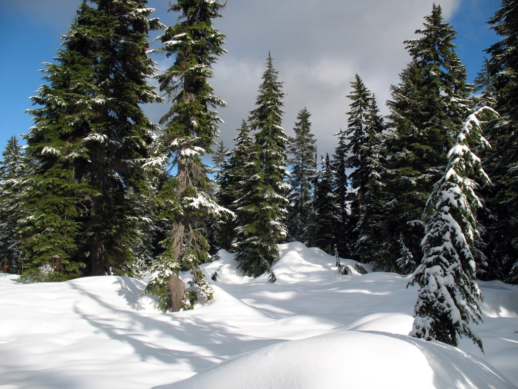 Untouched snow at the side of the snowshoe trail to Hollyburn Mountain