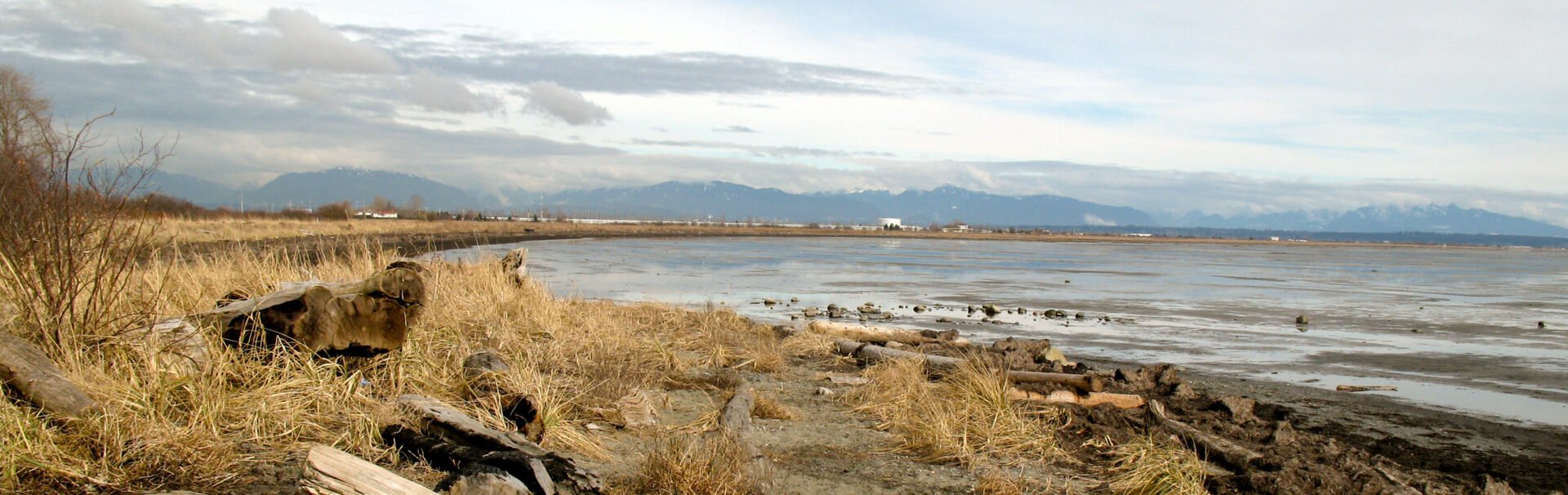 Bird watching at Boundary Bay Regional Park