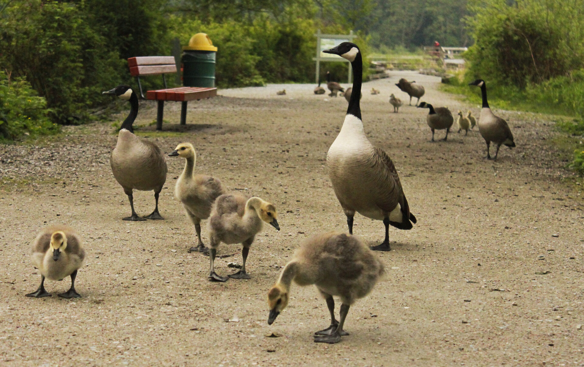 bird watching tours vancouver