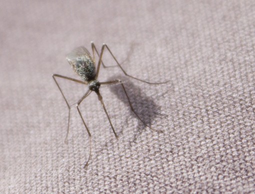 A mosquito