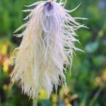 Western Anemone