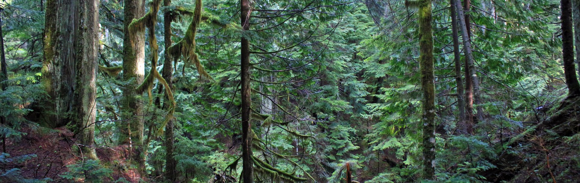 North Shore Forest