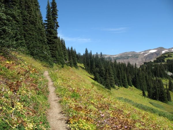 Between Taylor Meadows and the Panorama Ridge junction