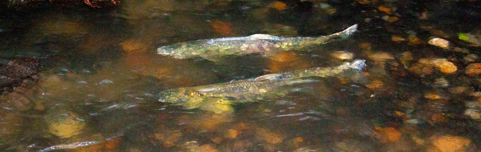 Where To See The Salmon Run