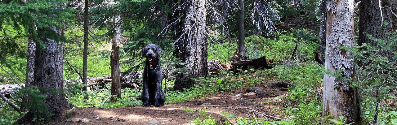 Dog Friendly Hikes