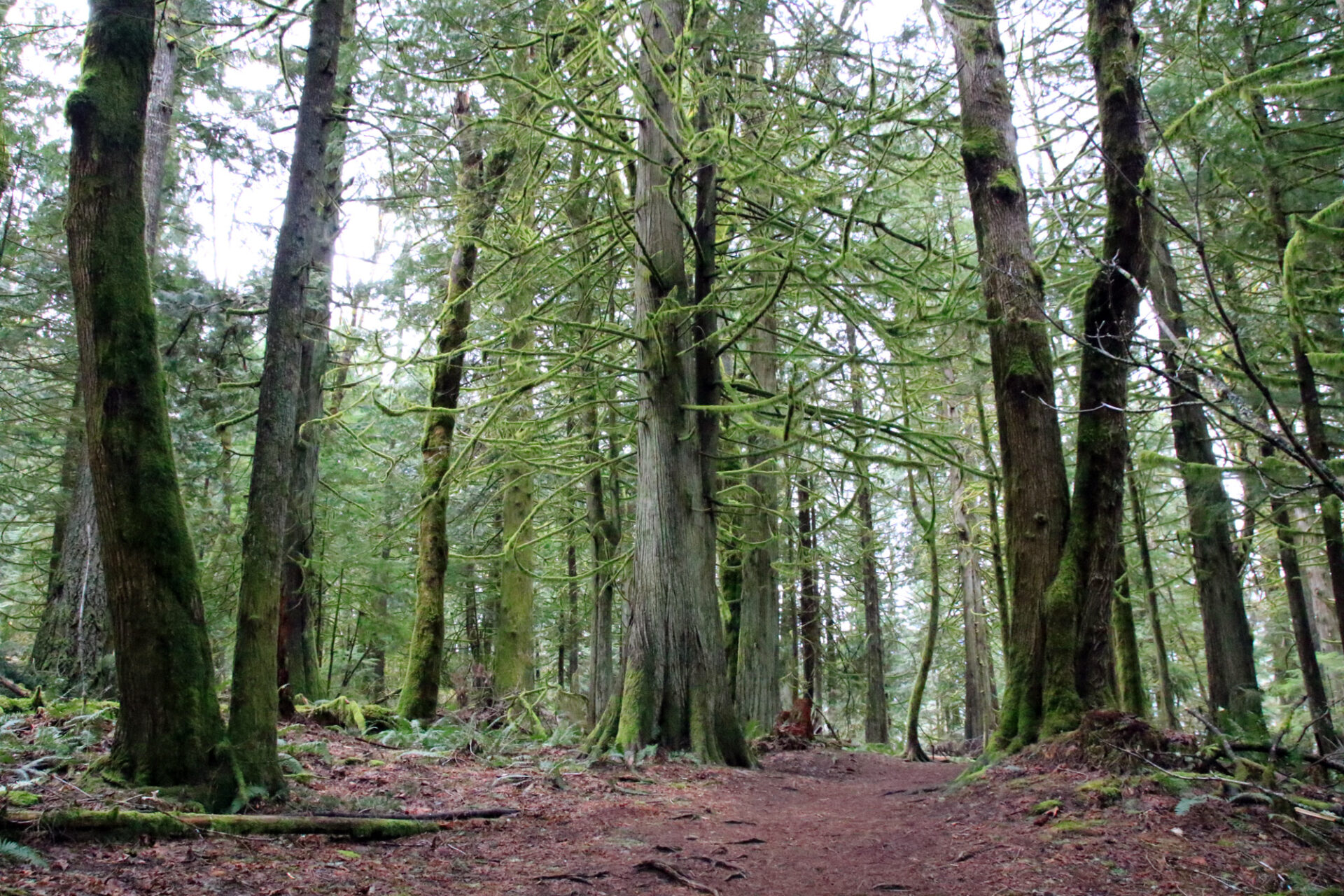 The 5 Best Hiking Trails in Chilliwack Vancouver Trails