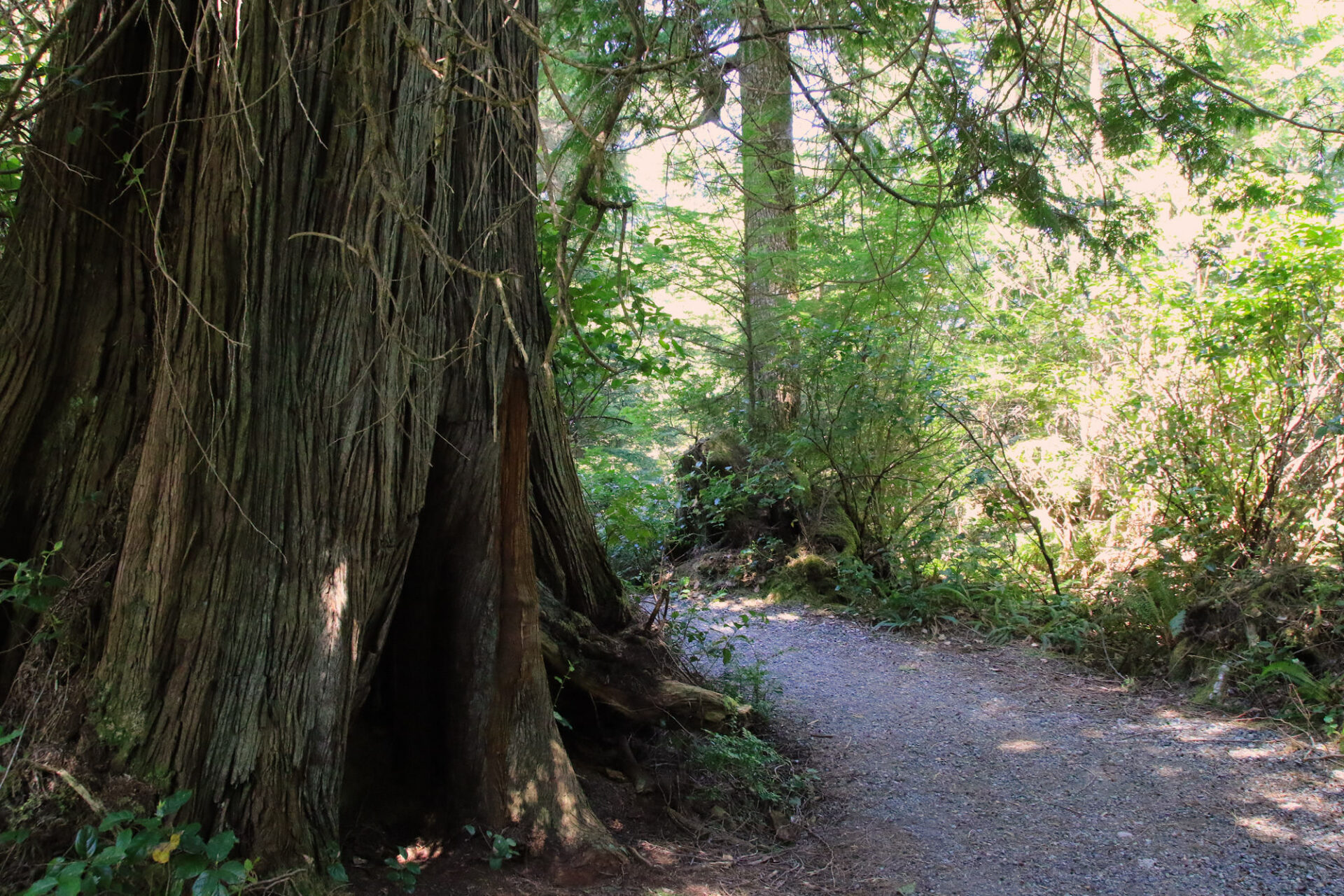 Best Hikes Near Ucluelet Vancouver Trails