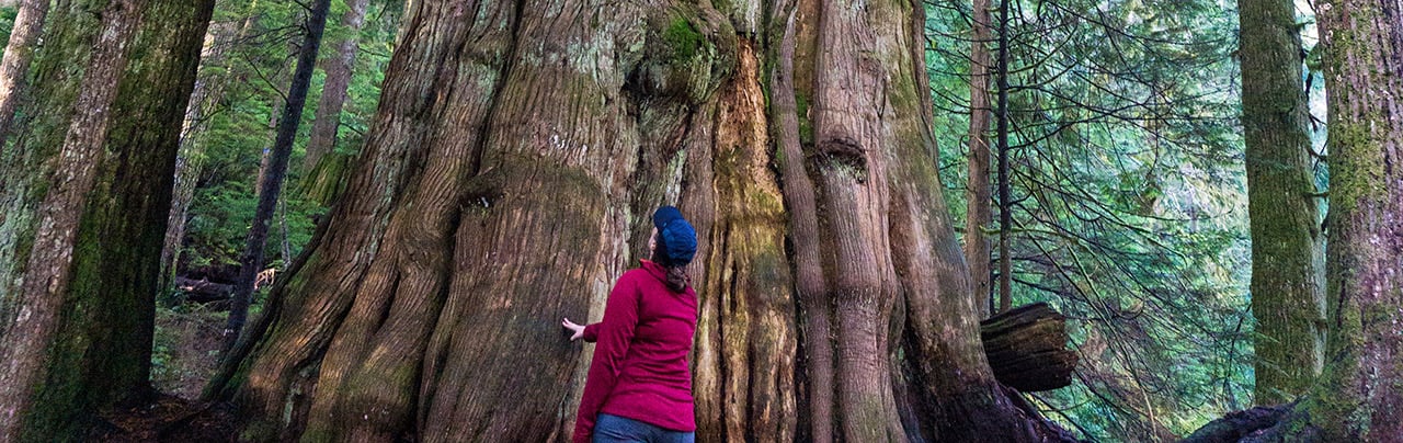 Vancouver's Big Trees