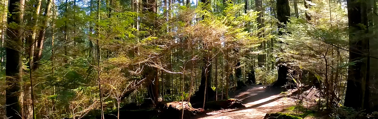 4K Hike of Capilano River Regional Park