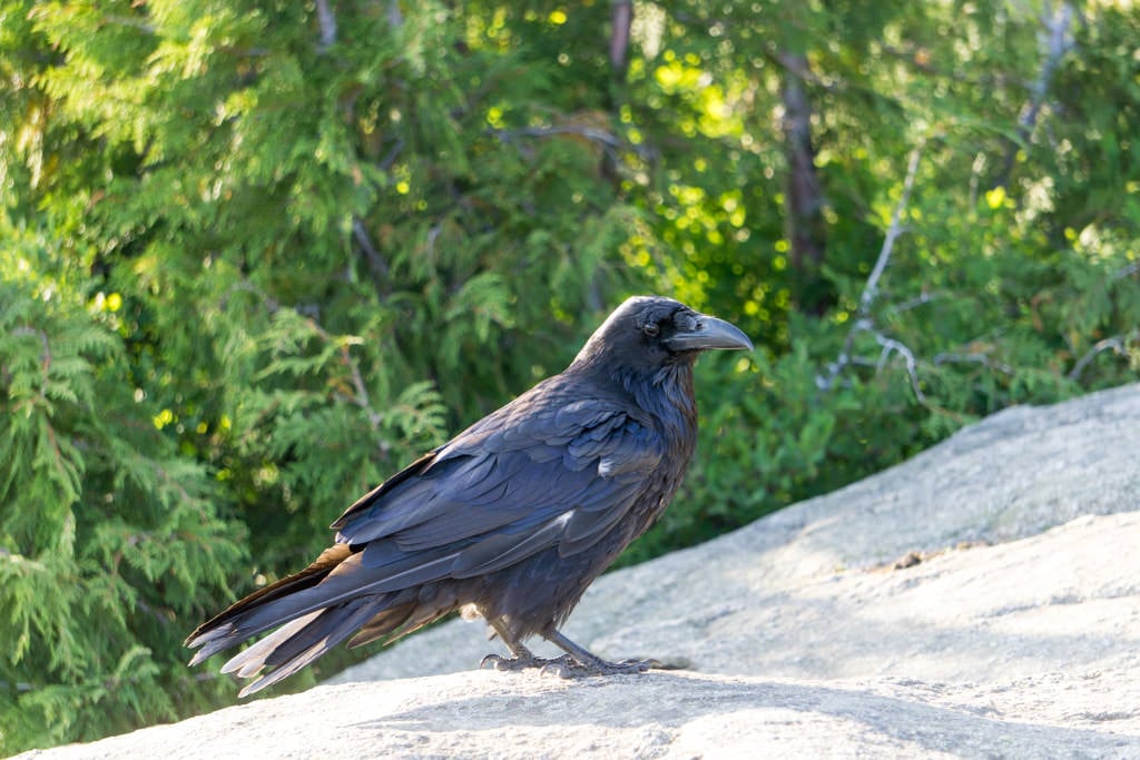raven