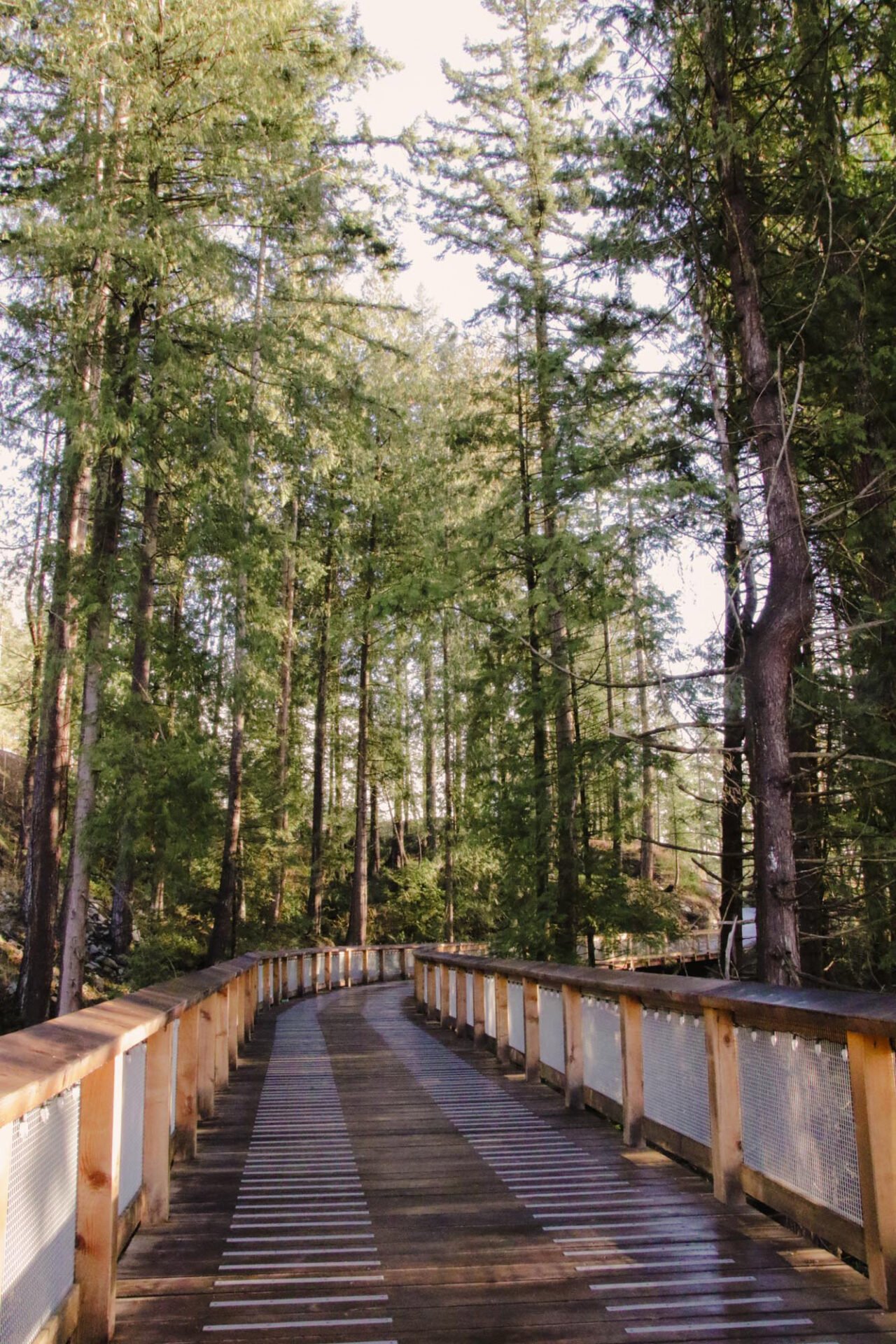 Cypress Trestle Bridge in the forest