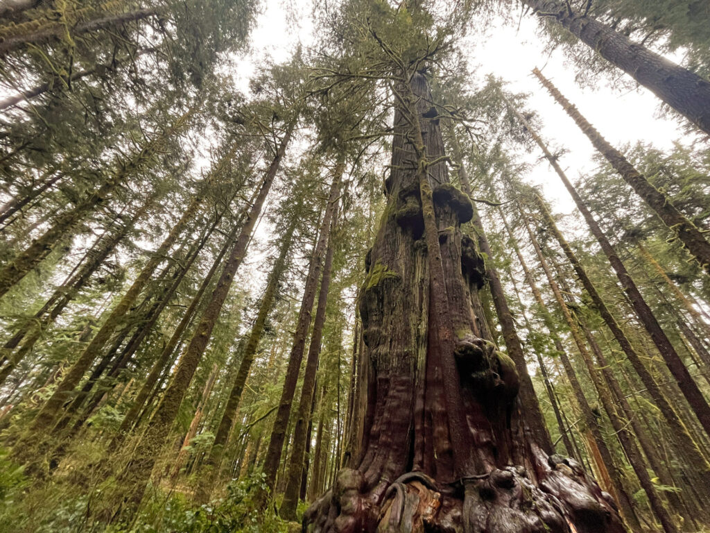 The gnarliest tree in Avatar Grove