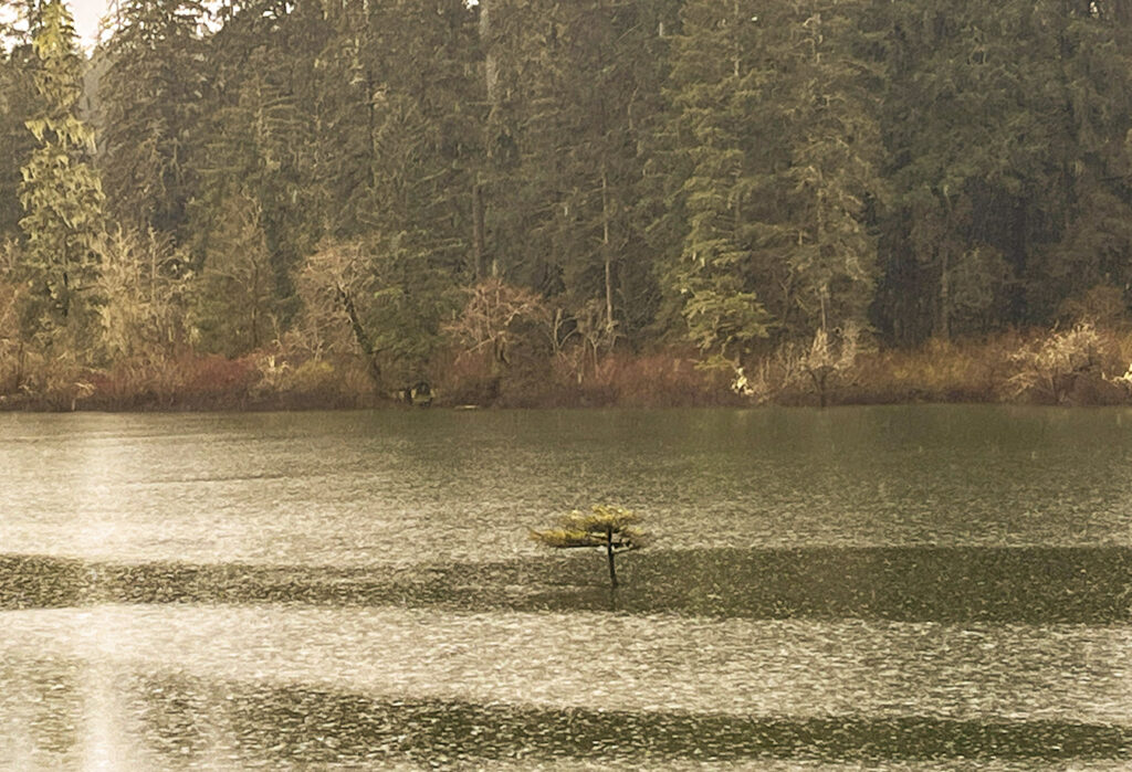 Fairy Lake Bonsai Tree