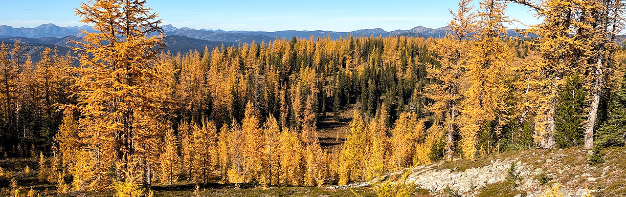 Frosty Mountain Golden Larches