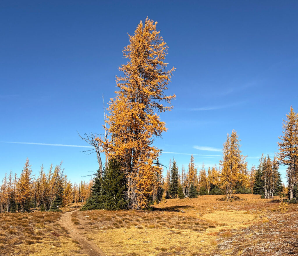 A golden larch in late September in Manning Provincial Park