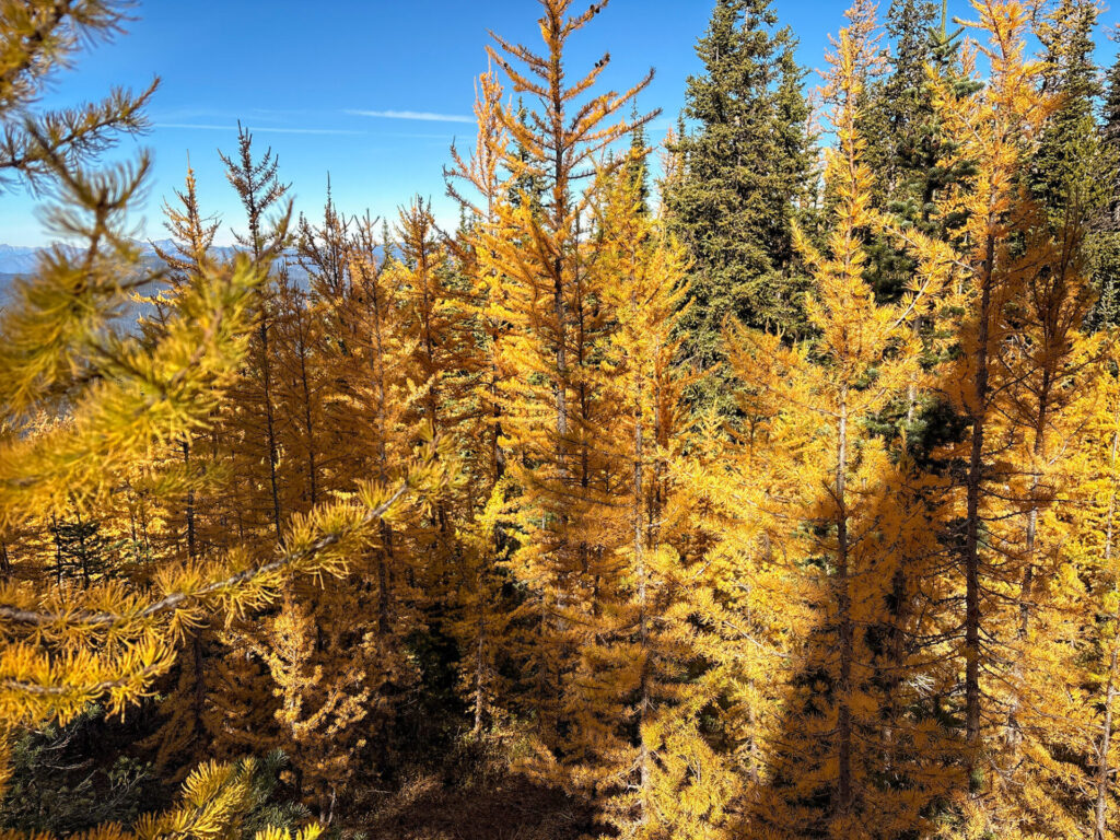 Larch trees turn golden in late September in Manning Park