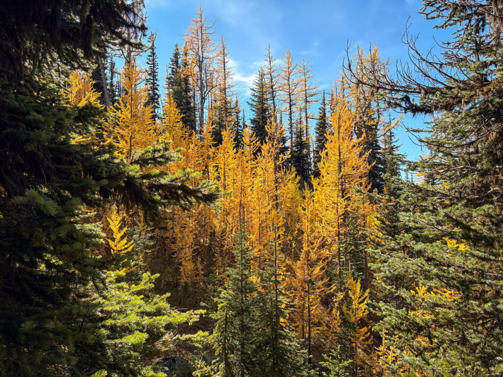 The needs turn golden on the larch trees in Manning Park
