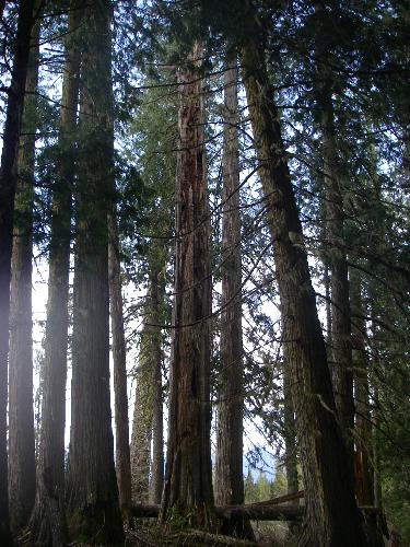 Ancient Forest Trail