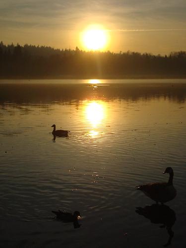 Burnaby Lake