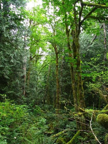 Buntzen Lake Trail