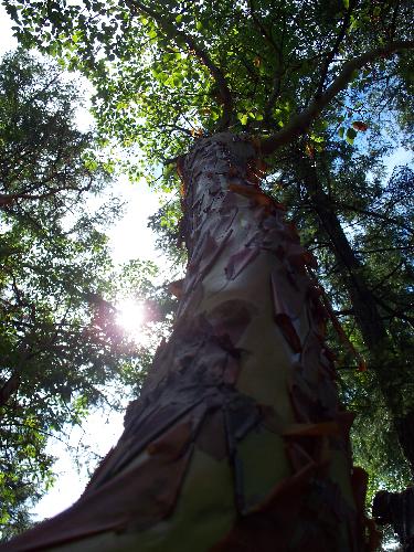 Enchanted Forest Trail