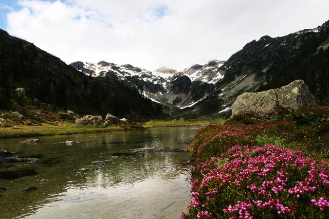 Brandywine Meadows