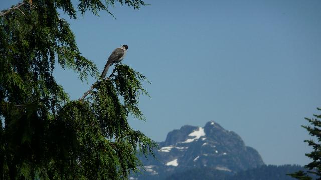 Hollyburn Mountain