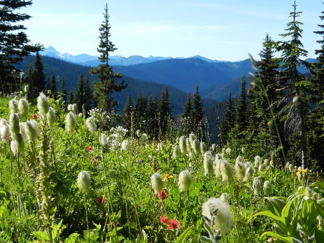 Heather Trail
