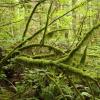 Twin Falls Trail