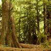Cathedral Trail