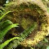 Rain Forest Trail A