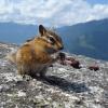 Stawamus Chief