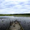 Burnaby Lake
