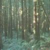 Lower Falls Trail, Golden Ears Provincial Park
