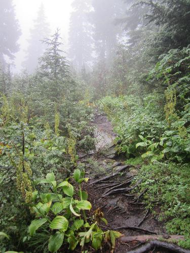 Holly Burn Mountain Trail