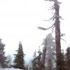 Hollyburn Mountain