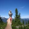 Hollyburn Mountain