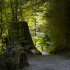 Capilano Canyon Trail