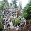 Howe Sound Crest Trail