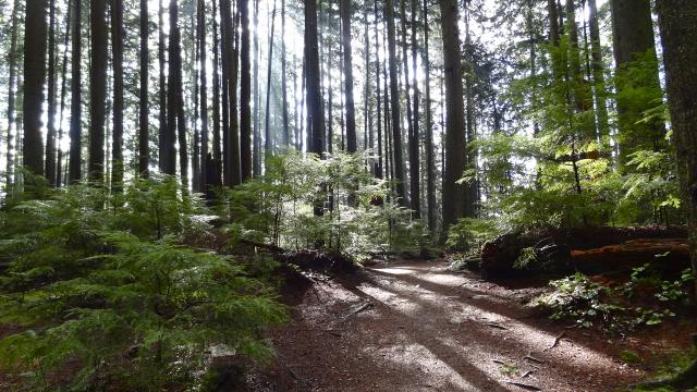 Upper Shinglebolt