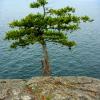 Lighthouse Park