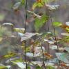 Burnaby Lake
